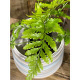 Asplenium Island Beauty Fern P68aspibe - Garden Express Australia