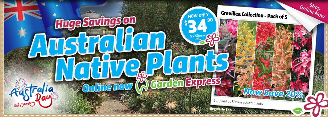 Australia Day Grevillea Collection - Garden Express Australia