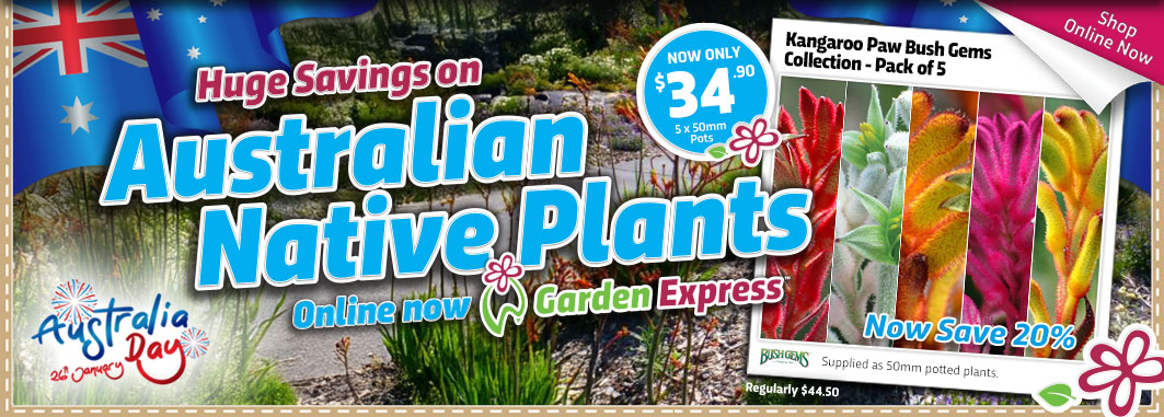 Australia Day Kangaroo Paw Collection- Garden Express Australia