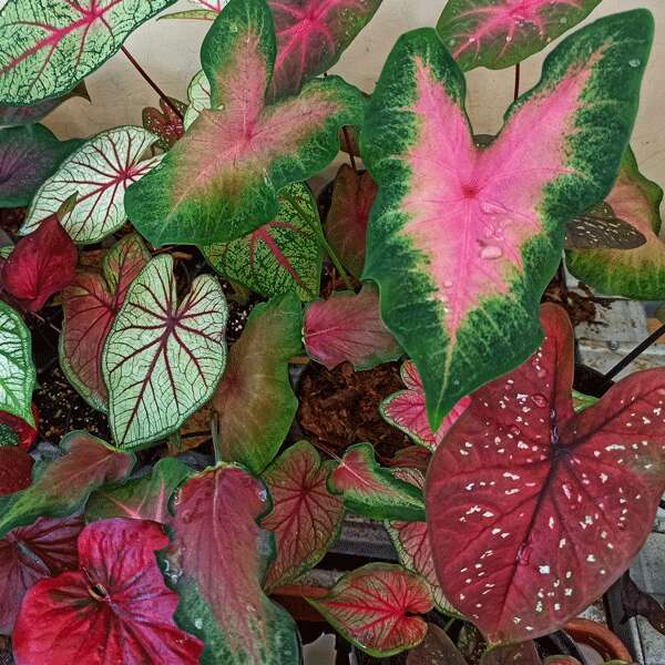 Caladium Mixed