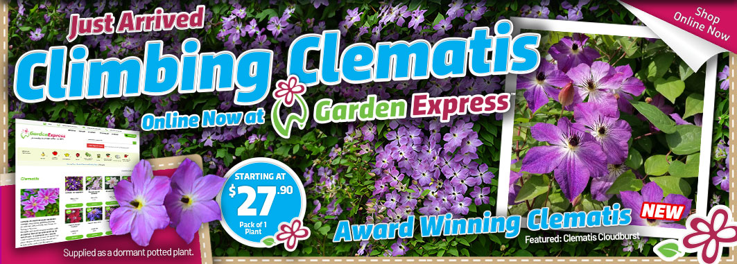 Clematis - Garden Express Australia