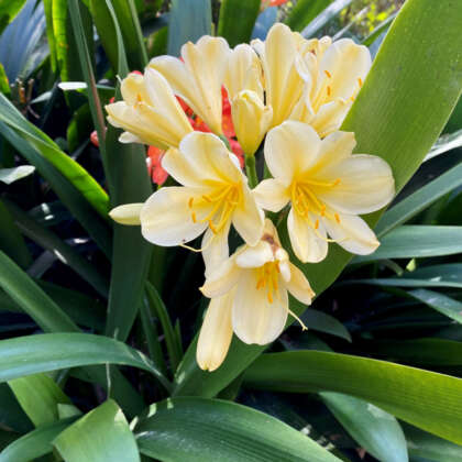 Clivia Seedlings Yellow - Garden Express