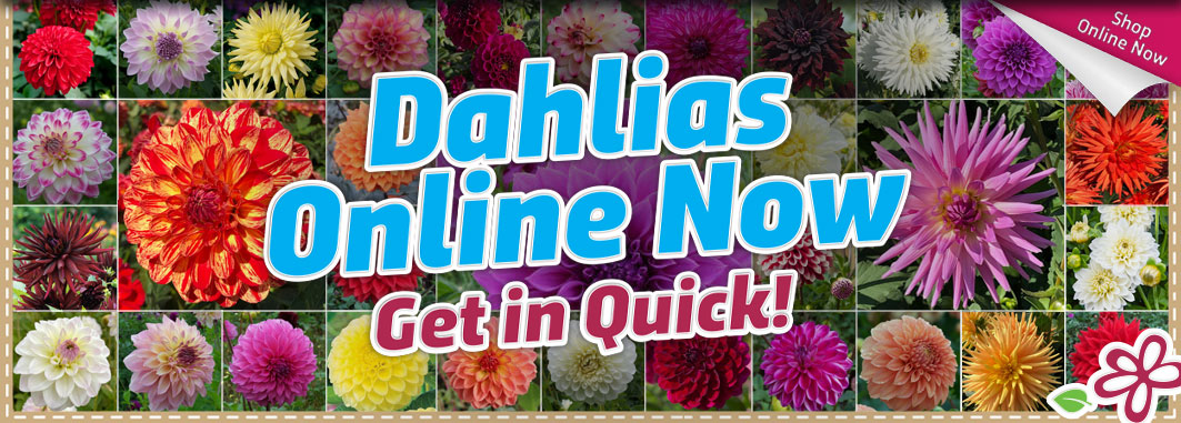Dahlias Online Now - Garden Express Australia