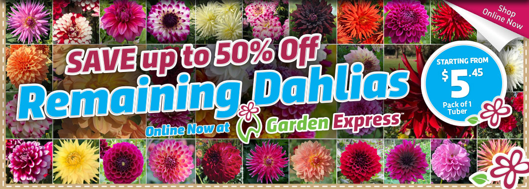 Dahlia Sale On Now  - Garden Express Australia