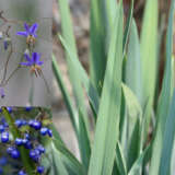 Dianella Blue Stream