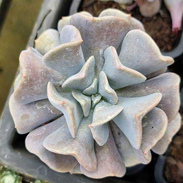 Echeveria Cubic Frost