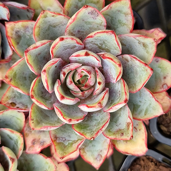 Echeveria Hera