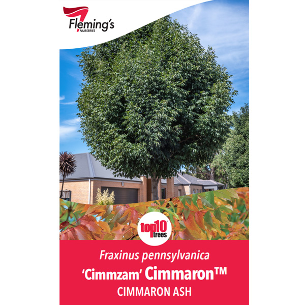 Fraxinus Cimmaron Ash