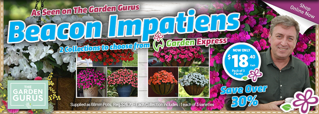 Gurus Beacon Impatiens - Garden Express Australia