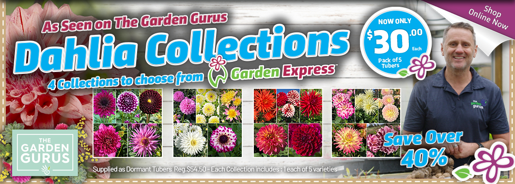 The Garden Gurus  - Dahlias - Garden Express Australia