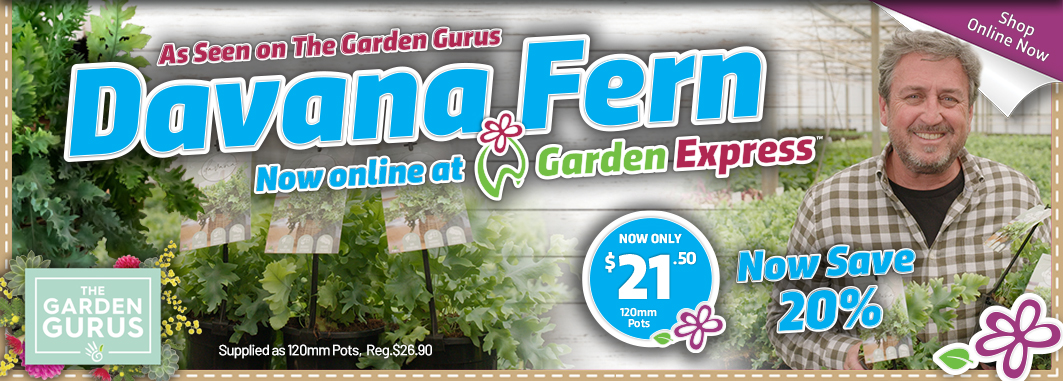 Gurus Davana Fern - Garden Express Australia