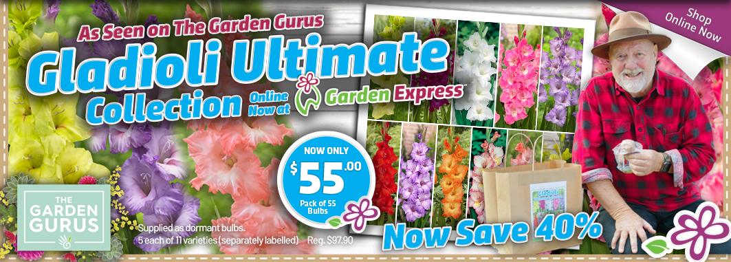 The Garden Gurus - Gladioli Ultimate Collection - Garden Express Australia