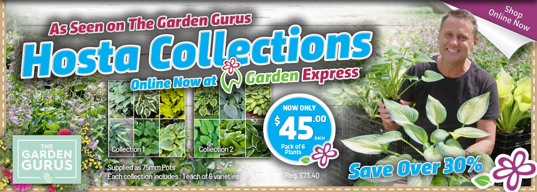 The Garden Gurus Hostas - Garden Express Australia