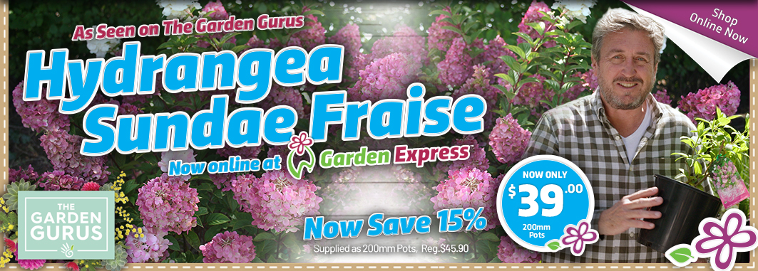 Hydrangea Sundae Fraise - Garden Express Australia