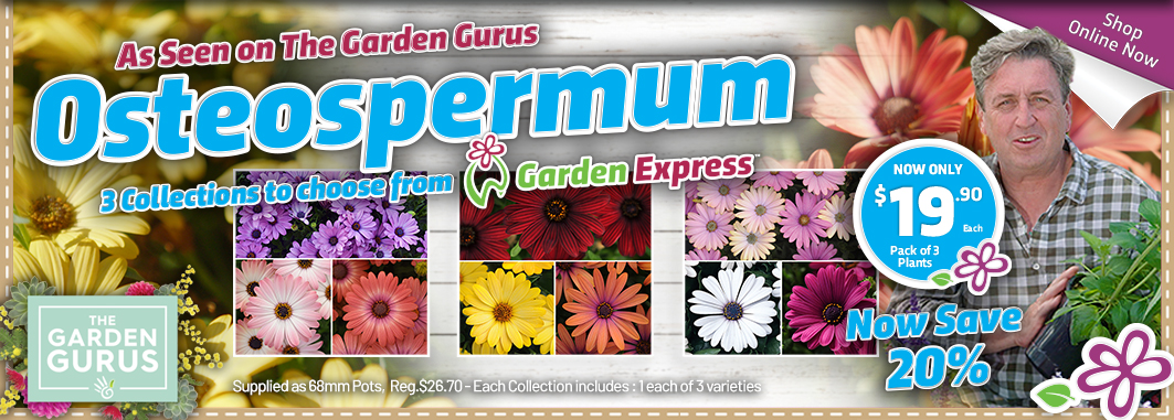 Gurus Osteospermums - Garden Express Australia