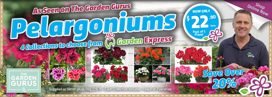 Gurus Pelargoniums - Garden Express Australia