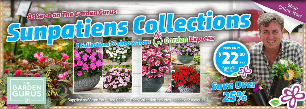 Gurus Sunpatiens - Garden Express Australia