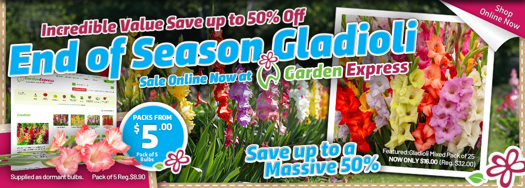 Gladioli End of Season Sale - Garden Express Australia