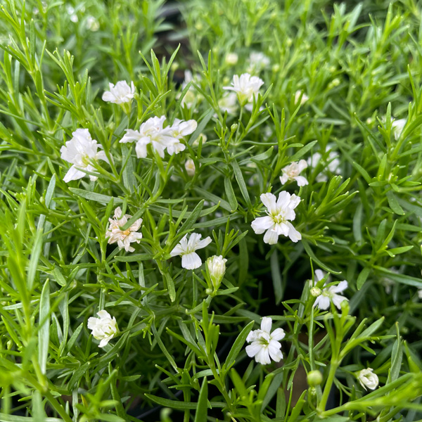 Gypsophila White