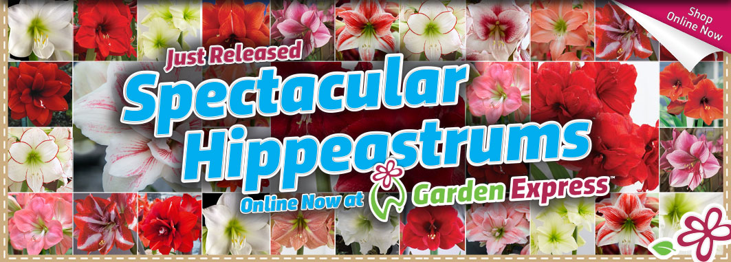 Hippeastrums Online Now - Garden Express Australia
