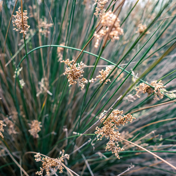 Juncus Usitatus Common Rush - Garden Express