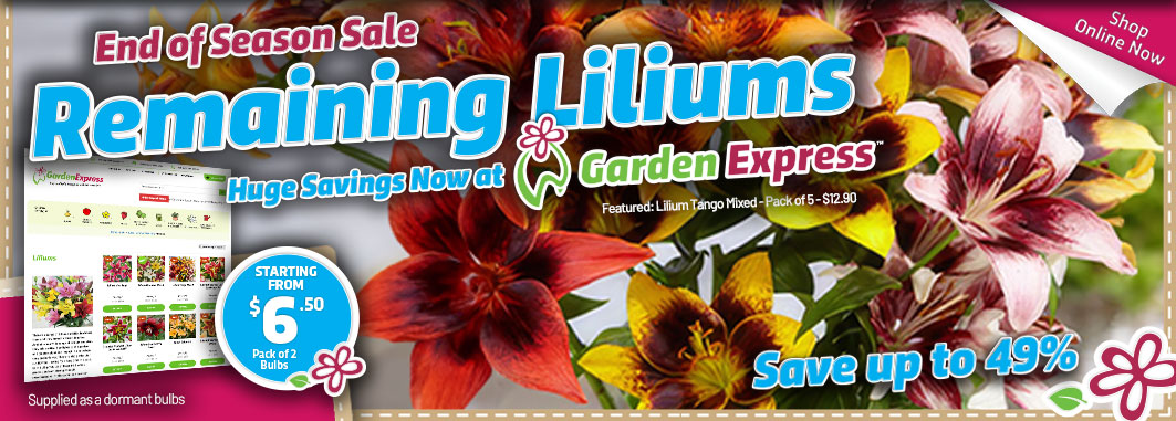 Lilium Clearance - Garden Express Australia