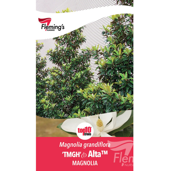 Magnolia Alta (pbr)