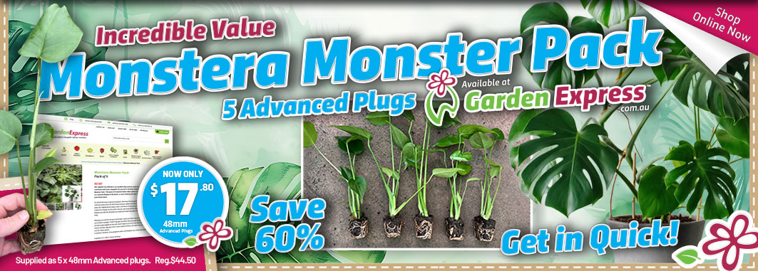 Monstera Monter Pack - Garden Express Australia