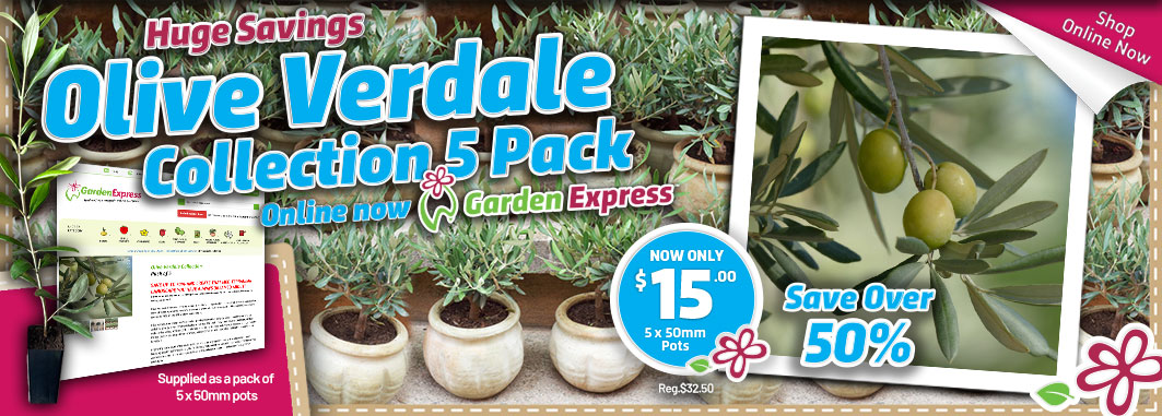 Olive Verdale Collection - Garden Express Australia