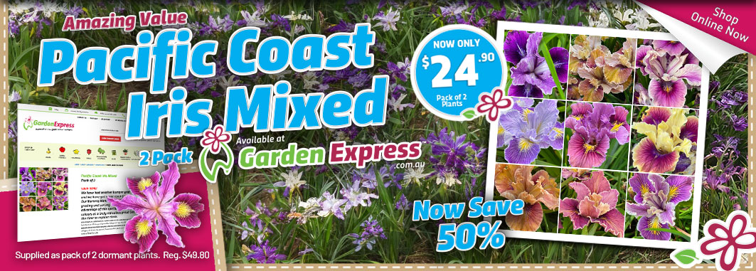 Pacific Coast Iris - Garden Express Australia