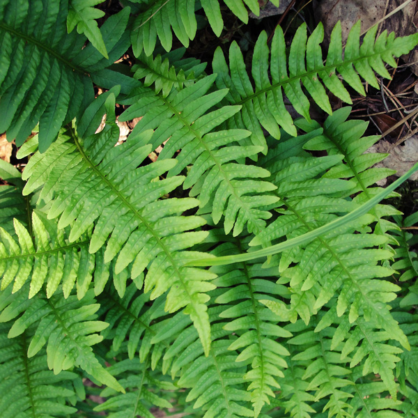 Polypodium Grub Fern - Garden Express