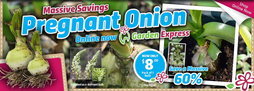 Pregnant Onions SAVE 60% - Garden Express Australia