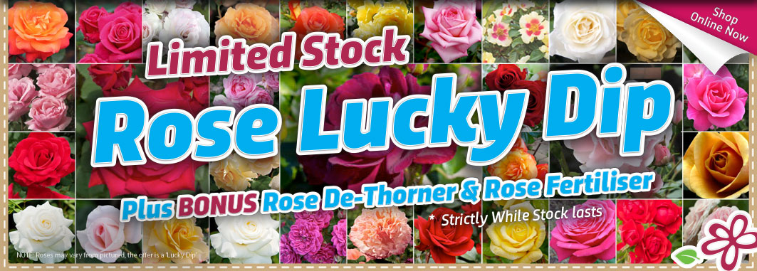 Roses Lucky Dip - Garden Express Australia