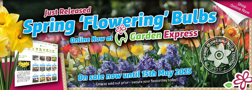 Spring 'Flowering' Bulbs 2025 - Garden Express Australia