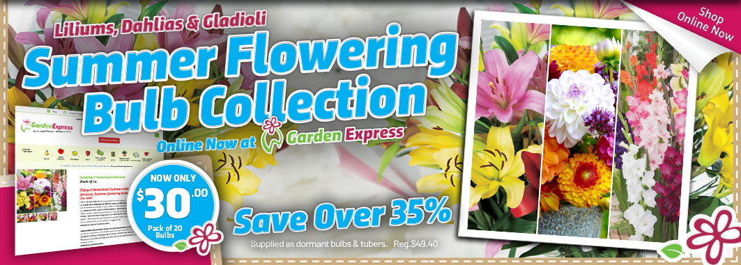 Summer Flowering Bulb Collection - Garden Express Australia