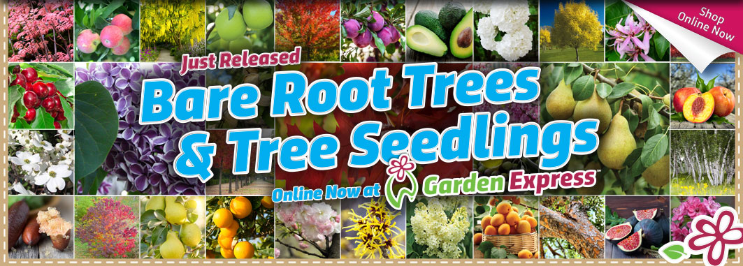 Bare Root Trees & Tree Seedlings - Garden Express Australia