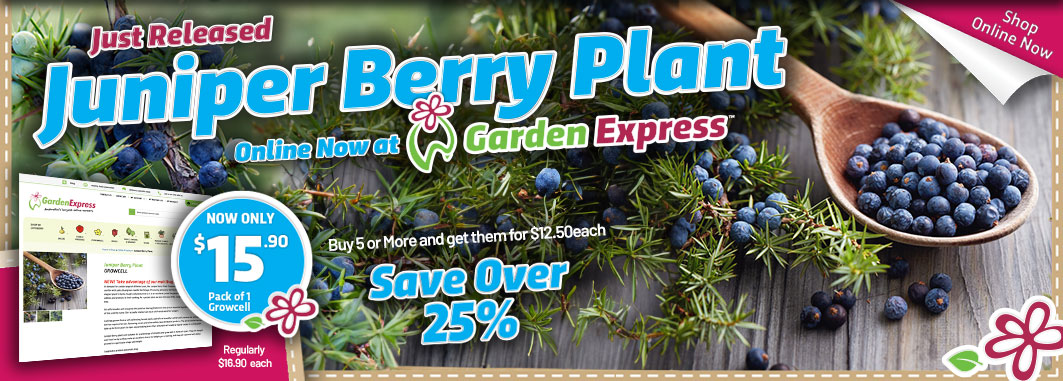 Juniper Berry Plant - Garden Express Australia