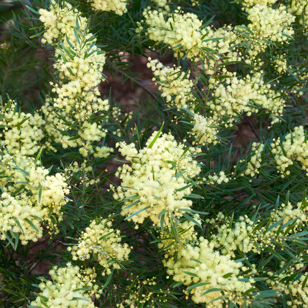 Acacia Myrtifolia