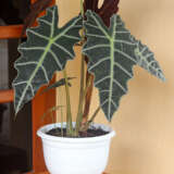 Alocasia Amazon Dwarf