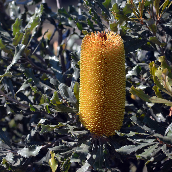 Banksia Dwarf Golden Candles P14bandgc - Garden Express Australia