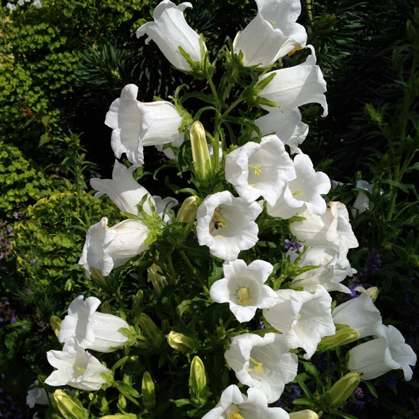 Campanula Canterbury Bells White