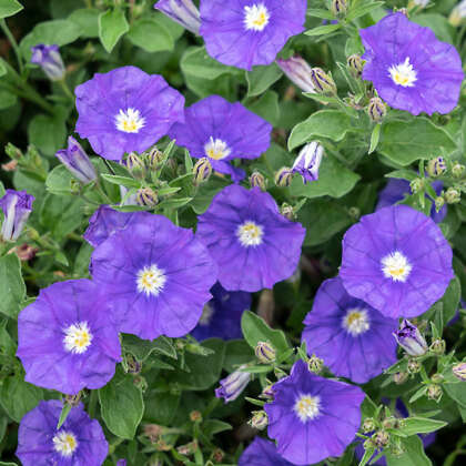 Convolvulus Purple Rippled Moon - Garden Express