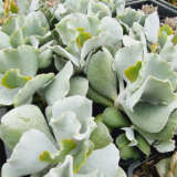 Cotyledon Silver Waves