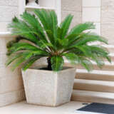 Cycas Revoluta- Sago Palm