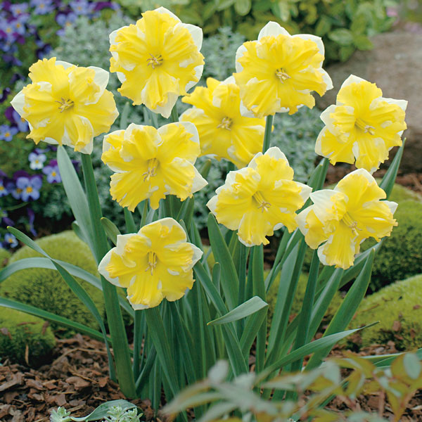Daffodil Belcanto