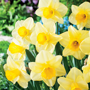 Daffodil Golden Salome