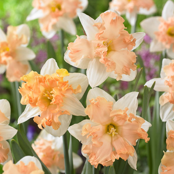 Daffodil Walz