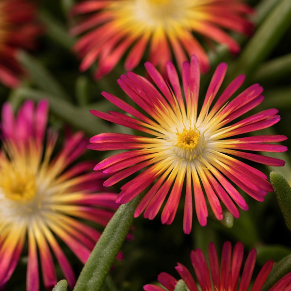 Delosperma Pig Face Red