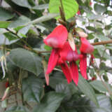 Dusky Coral Pea