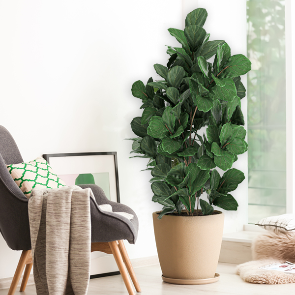 Ficus Fiddle Leaf Fig